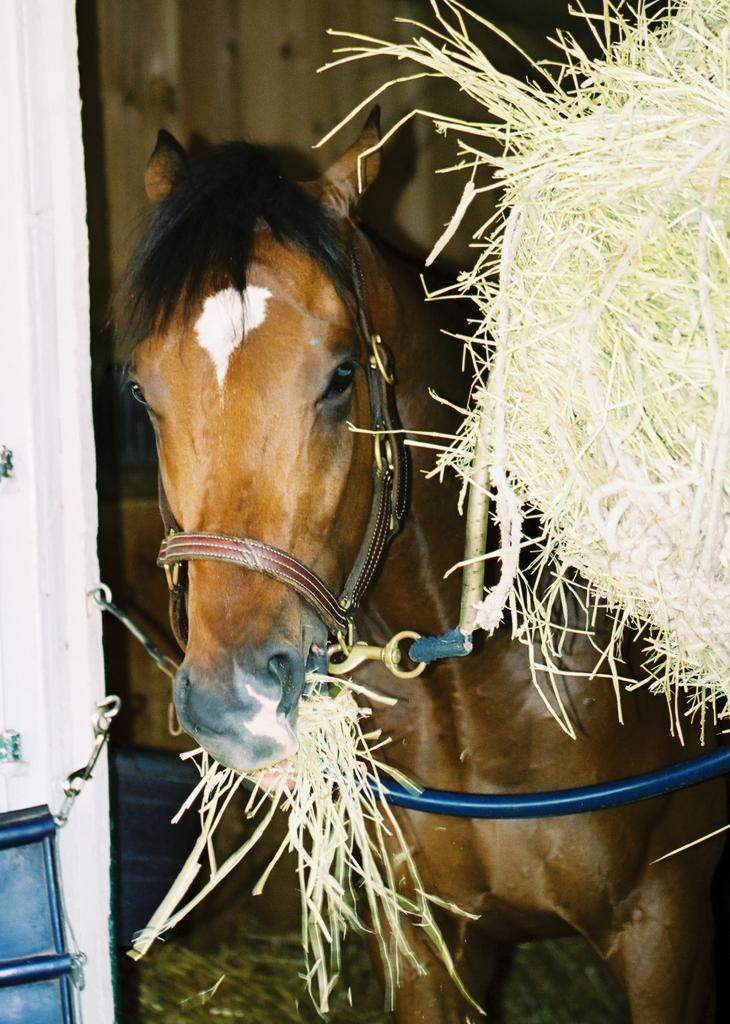 Barbaro munching happily on some hay in his stall. (Carrie Curry photo)